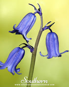 California Bluebell – 500 Seeds