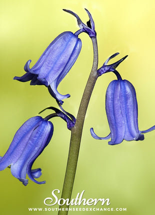 California Bluebell – 500 Seeds