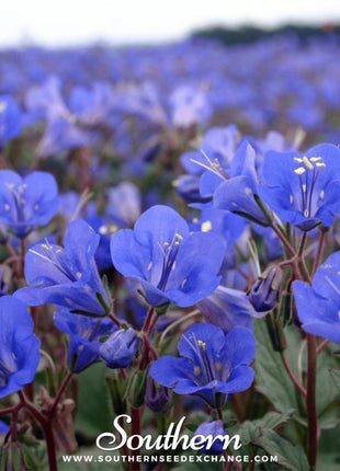 California Bluebell – 500 Seeds