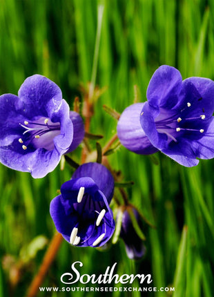 California Bluebell – 500 Seeds