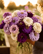 Blueberry Cheesecake Zinnia – 100 Seeds