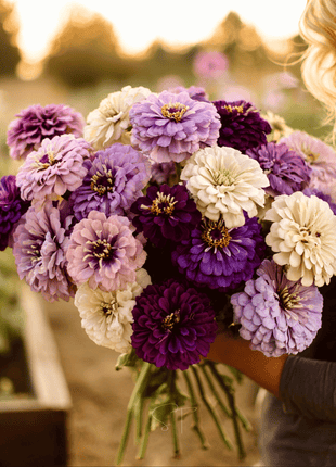 Blueberry Cheesecake Zinnia – 100 Seeds