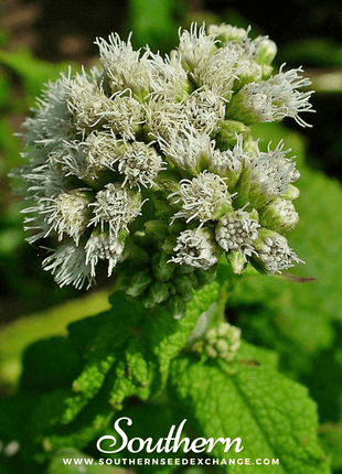 Boneset (Eupatorium) – 100 Seeds