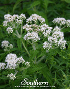 Boneset (Eupatorium) – 100 Seeds