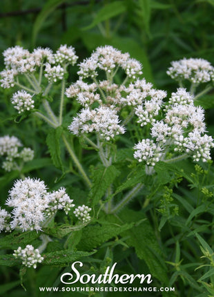 Boneset (Eupatorium) – 100 Seeds
