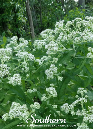 Boneset (Eupatorium) – 100 Seeds