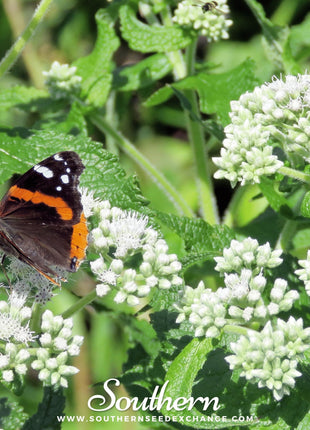 Boneset (Eupatorium) – 100 Seeds