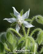 White Borage – 50 Seeds