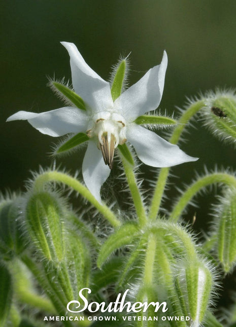 White Borage – 50 Seeds
