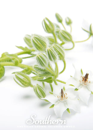 White Borage – 50 Seeds