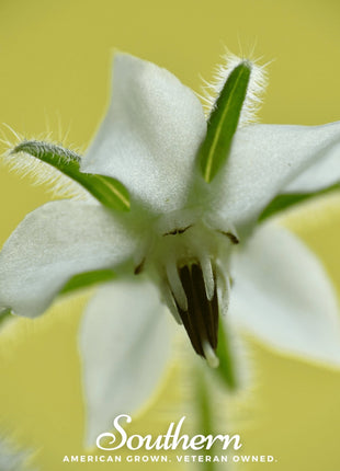 White Borage – 50 Seeds