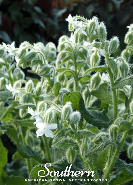 White Borage – 50 Seeds