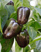 Chocolate Beauty Bell Pepper – 30 Seeds