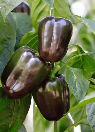 Chocolate Beauty Bell Pepper – 30 Seeds
