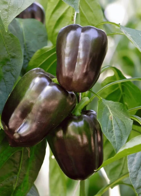 Chocolate Beauty Bell Pepper – 30 Seeds