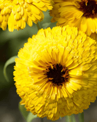 Bull's Eye Calendula - 50 Seeds