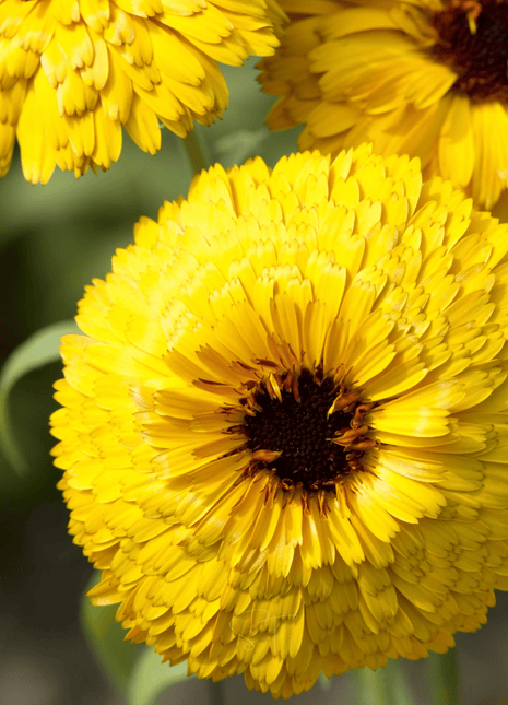 Bull's Eye Calendula - 50 Seeds