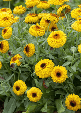 Bull's Eye Calendula - 50 Seeds