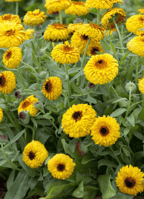 Bull's Eye Calendula - 50 Seeds