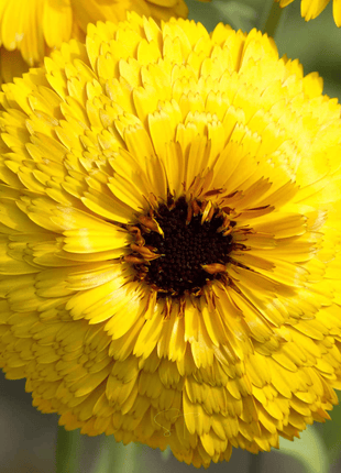 Bull's Eye Calendula - 50 Seeds