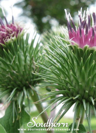 Burdock – 50 Seeds