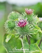 Burdock – 50 Seeds