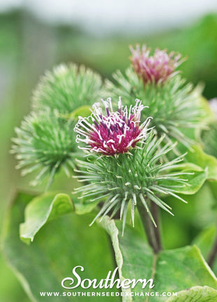 Burdock – 50 Seeds