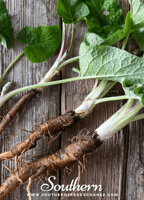 Burdock – 50 Seeds