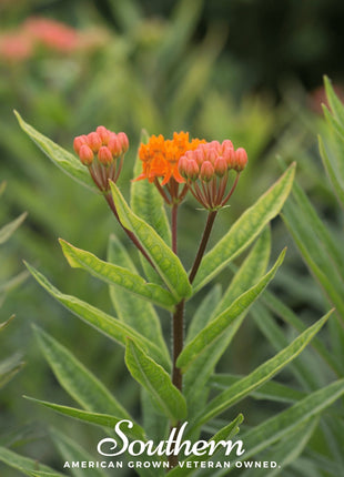 Orange Butterfly Weed – 35 Seeds