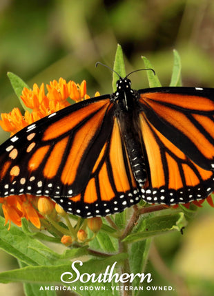 Orange Butterfly Weed – 35 Seeds