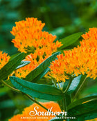 Orange Butterfly Weed – 35 Seeds