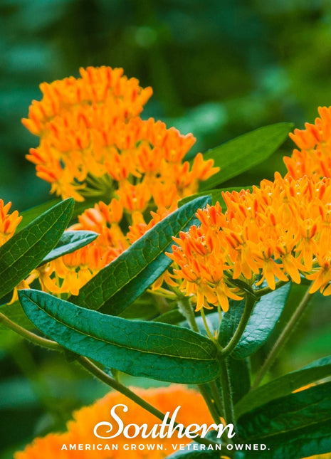 Orange Butterfly Weed – 35 Seeds