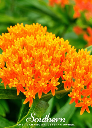 Orange Butterfly Weed – 35 Seeds