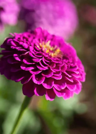 Raspberry Sorbet Zinnia - 100 Seeds