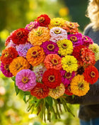 California Giants Zinnia – 100 Seeds
