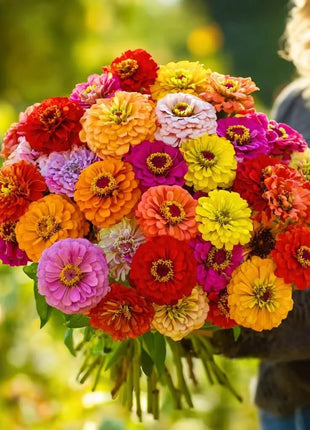 California Giants Zinnia – 100 Seeds