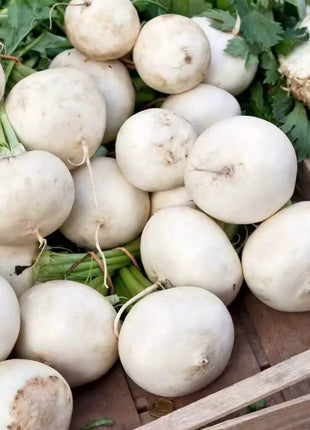 Detroit White Beet – 200 Seeds
