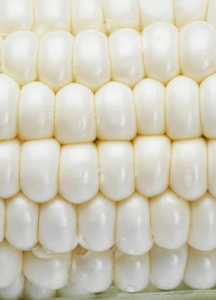 Stowells Evergreen Sweet Corn – 30 Seeds