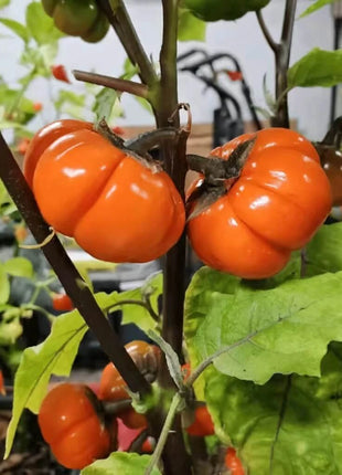 Pumpkin On A Stick Eggplant – 15 Seeds