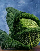 Savoy Cabbage – 100 Seeds
