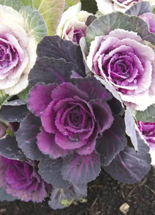 Red Ornamental Cabbage – 10 Seeds