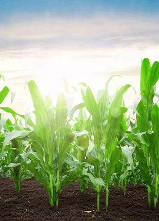 Peaches & Cream Corn – 30 Seeds