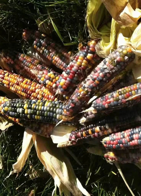 Glass Gems Corn – 30 Seeds