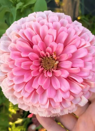 Blushing Bride Zinnia Mix - 100 Seeds