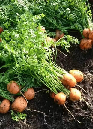 Parisian Carrot – 250 Seeds