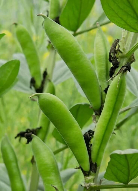 Henderson Lima Bean (Pole) – 15 Seeds