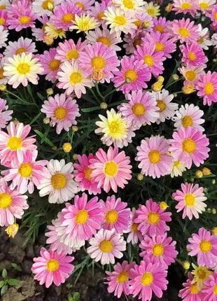 Last Day Sale - 60% OFF🌱 Pest Killer-Pyrethrum Daisy Seeds - Mixed Color