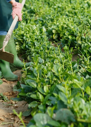 Malabar Green Spinach – 100 Seeds