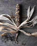 Indian Ornamental Corn – 30 Seeds