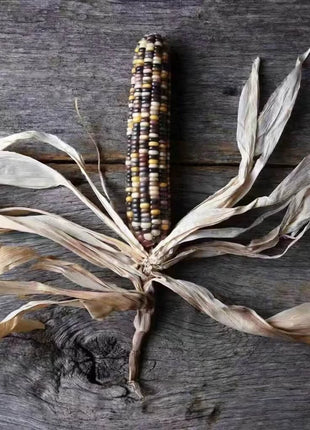 Indian Ornamental Corn – 30 Seeds
